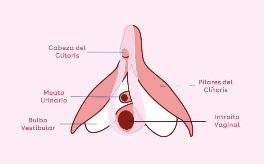 infografia clitoris min